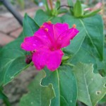 Pink Flower :P