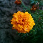 Orange flower aka Marigold :P