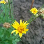 Yellow Flower :P