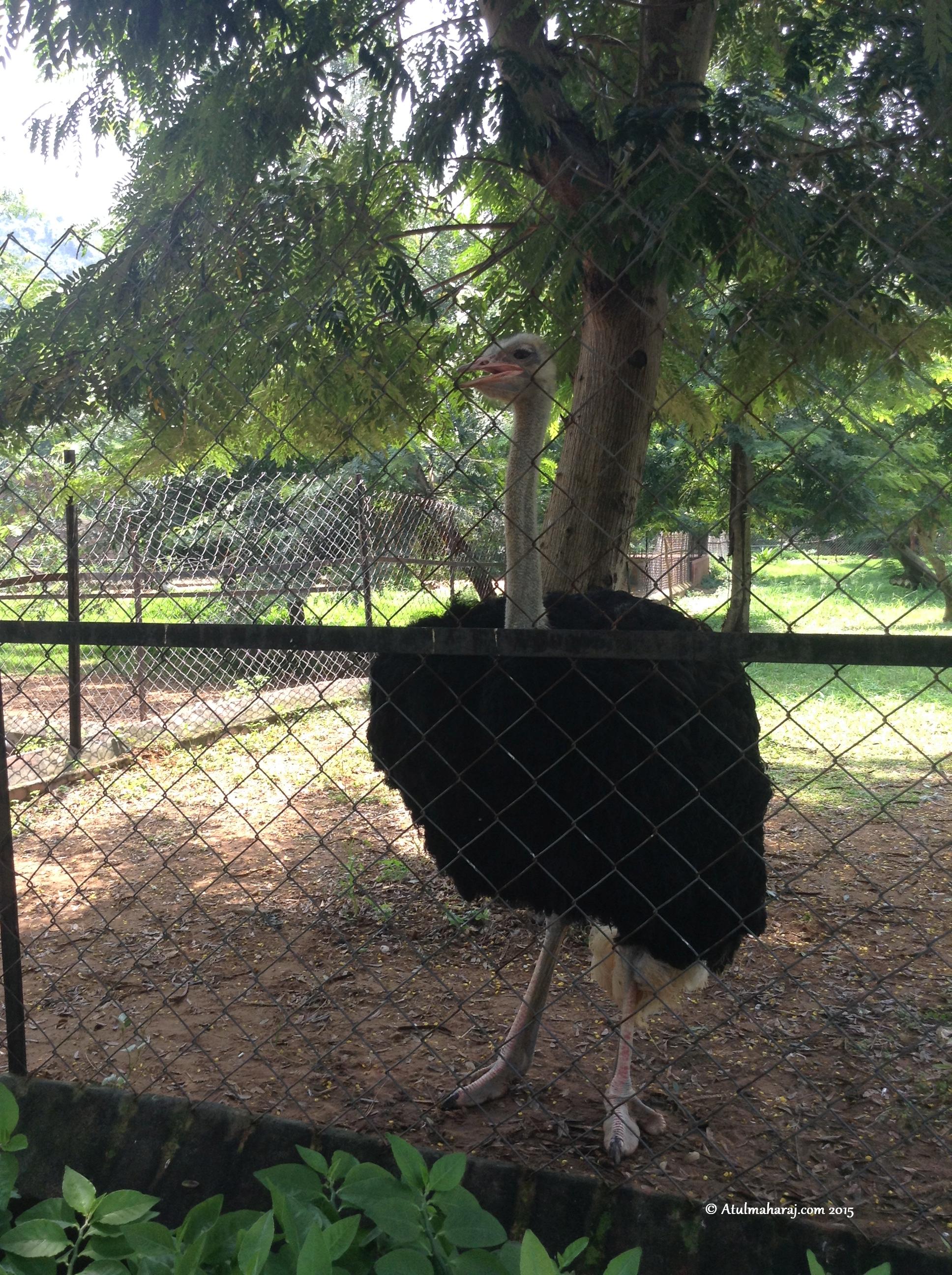 Hey, How you doing ? Ms. Ostrich.