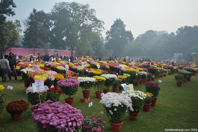 Splendid Flower Show in Lucknow SocialMaharaj