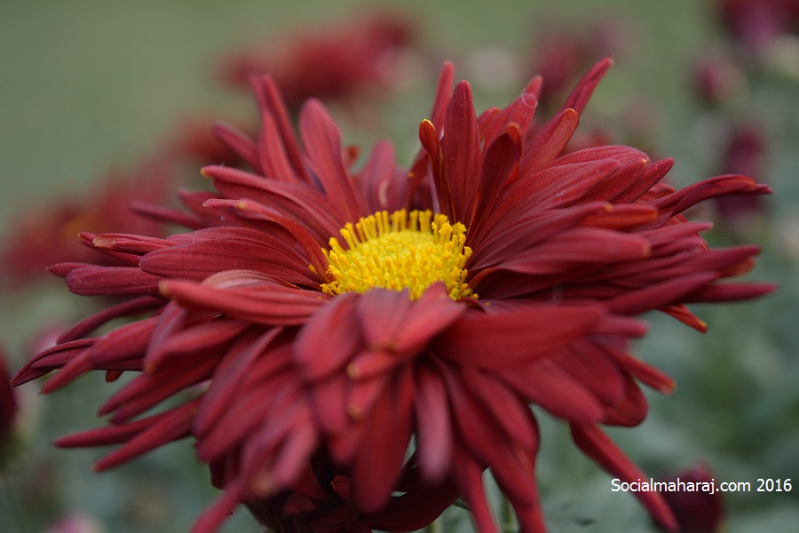 Beautiful Red Chrysanthemum flower captured.
