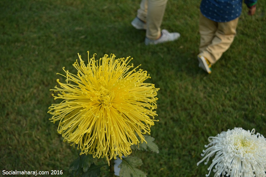 Bigger variety of Chrysanthemum.