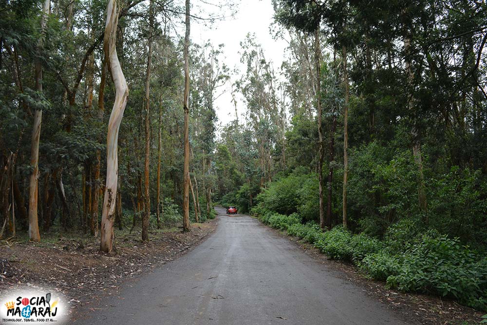 Traversing our way through thick forests.