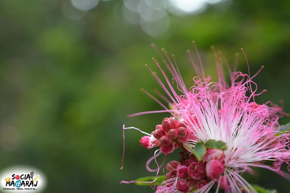 Blissful SIM's Park in Coonoor