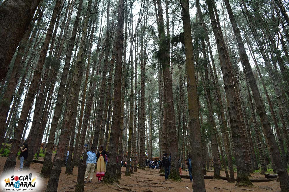 Pine Forest Ooty