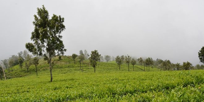 Beautiful Tea Plantation amidst clouds