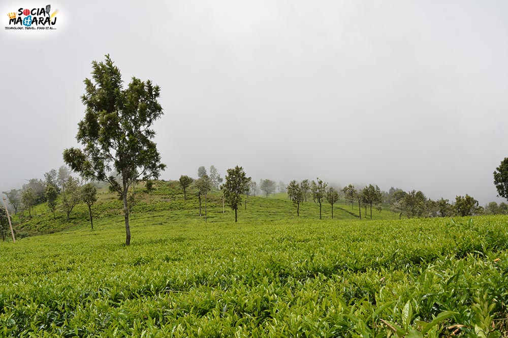 Beautiful Tea Plantation amidst clouds