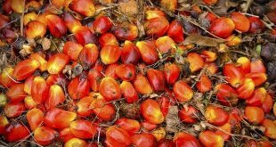 Malaysian Palm Oil Fruit