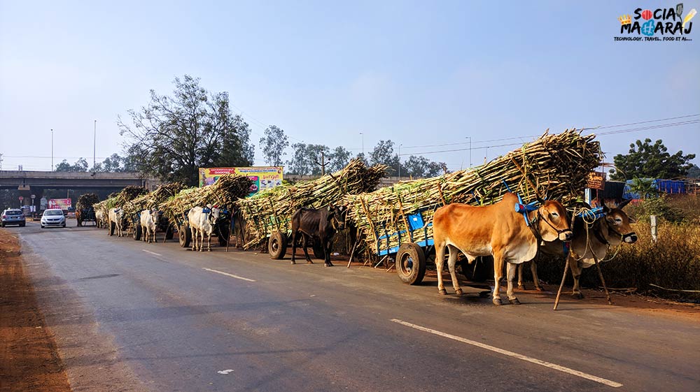 Hyderabad to Bidar Road Trip Bullocks