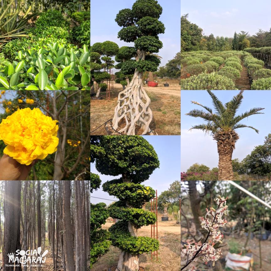 Exotic Plants at Unique Trees Hyderabad