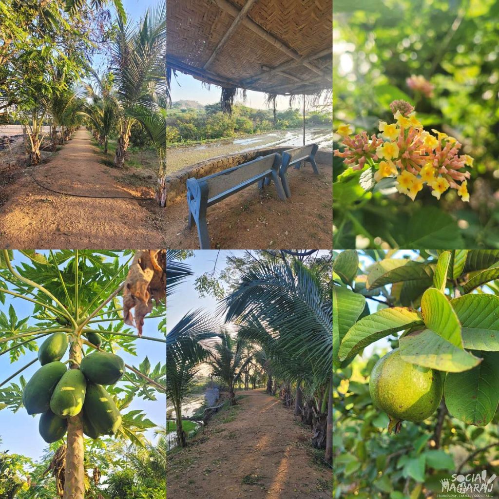 Garden, Orchards and jogging track at Bliss Farm Stay