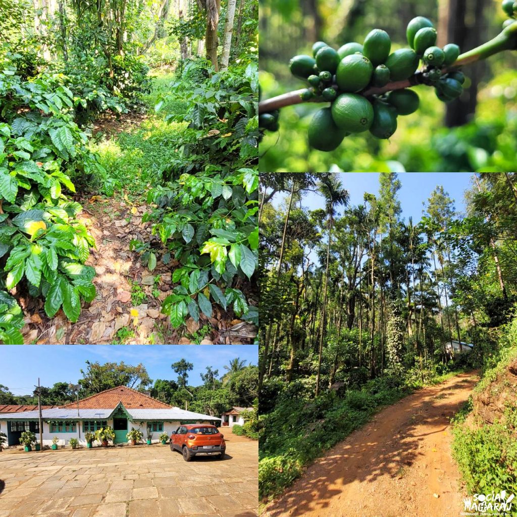 Coffee Estate Tour in Chikmagalur