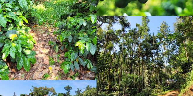 Coffee Estate Tour in Chikmagalur